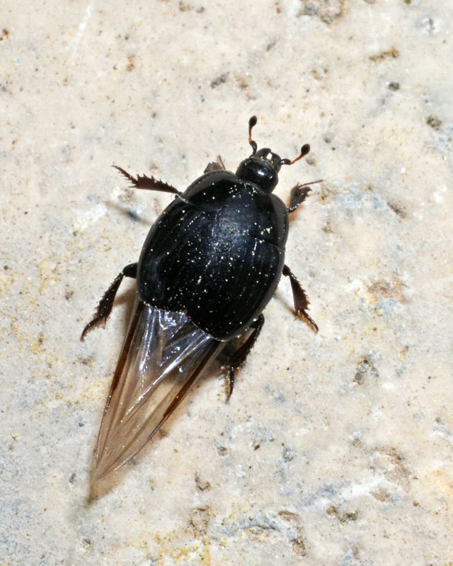 Histeridae da determinare